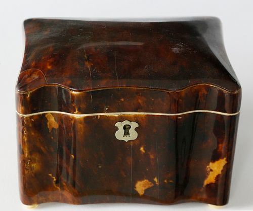 DIMINUTIVE ENGLISH TORTOISESHELL