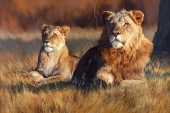 DINO PARAVANO (1935-), LION AN