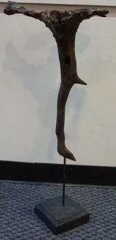 DISTRESSED BURLED ROOT WOOD FL