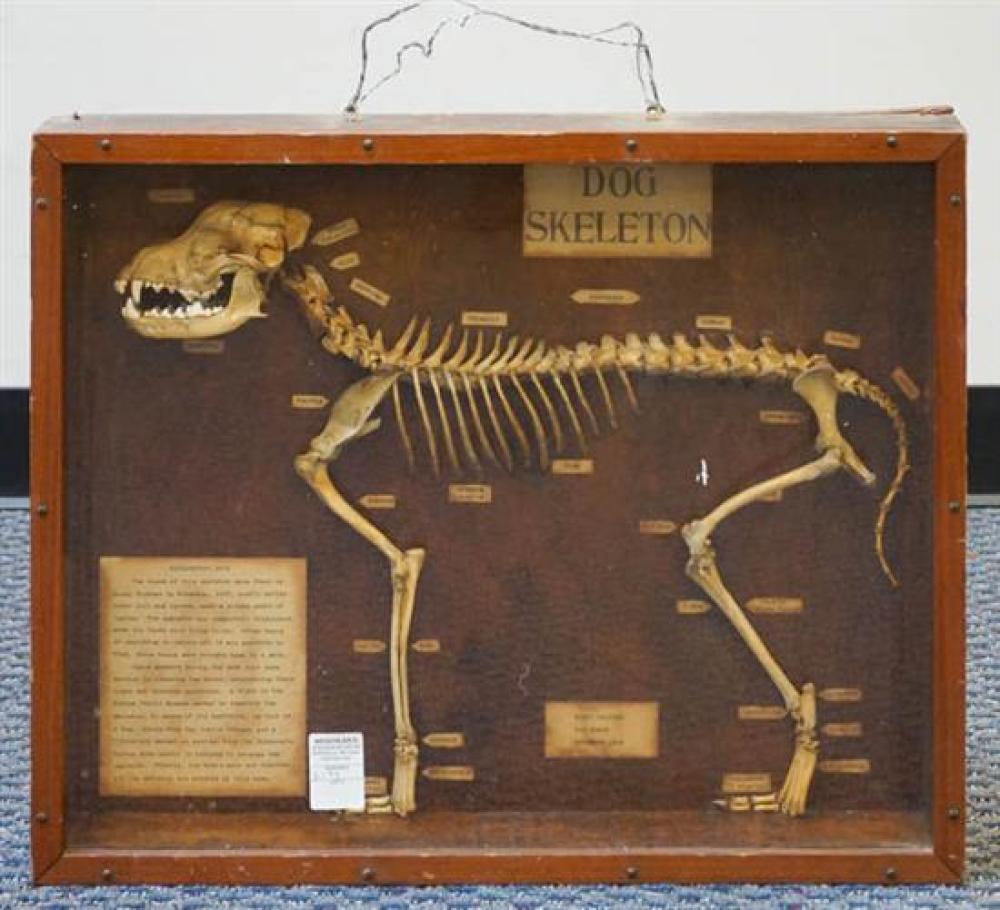 DOG SKELETON IN SHADOW BOX FRAMEDog