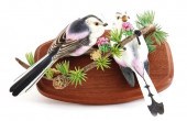 Dorothy Doughty Long-Tailed Ti