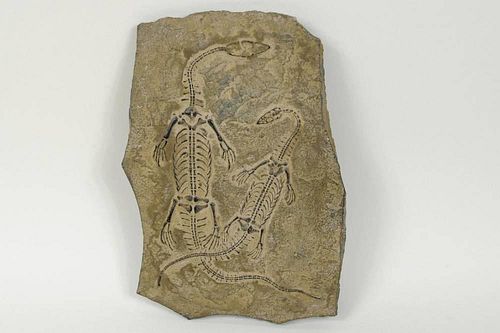DOUBLE REPTILE FOSSILDouble reptile