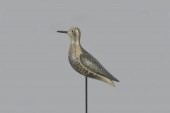 DOVETAILED GOLDEN PLOVERMark S