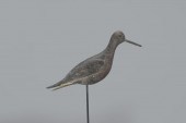 DOWITCHER WITH SPLIT WINGSSout