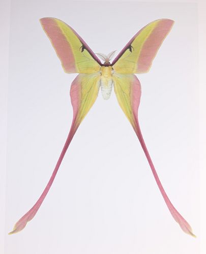 DR. JOSEPH SCHEER "ACTIAS