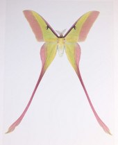 DR. JOSEPH SCHEER "ACTIAS DUBE