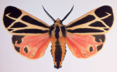 DR. JOSEPH SCHEER "APANTESIS V