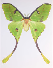 DR. JOSEPH SCHEER "ARGEMA MIMO