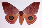 DR. JOSEPH SCHEER "AUTOMERIS R