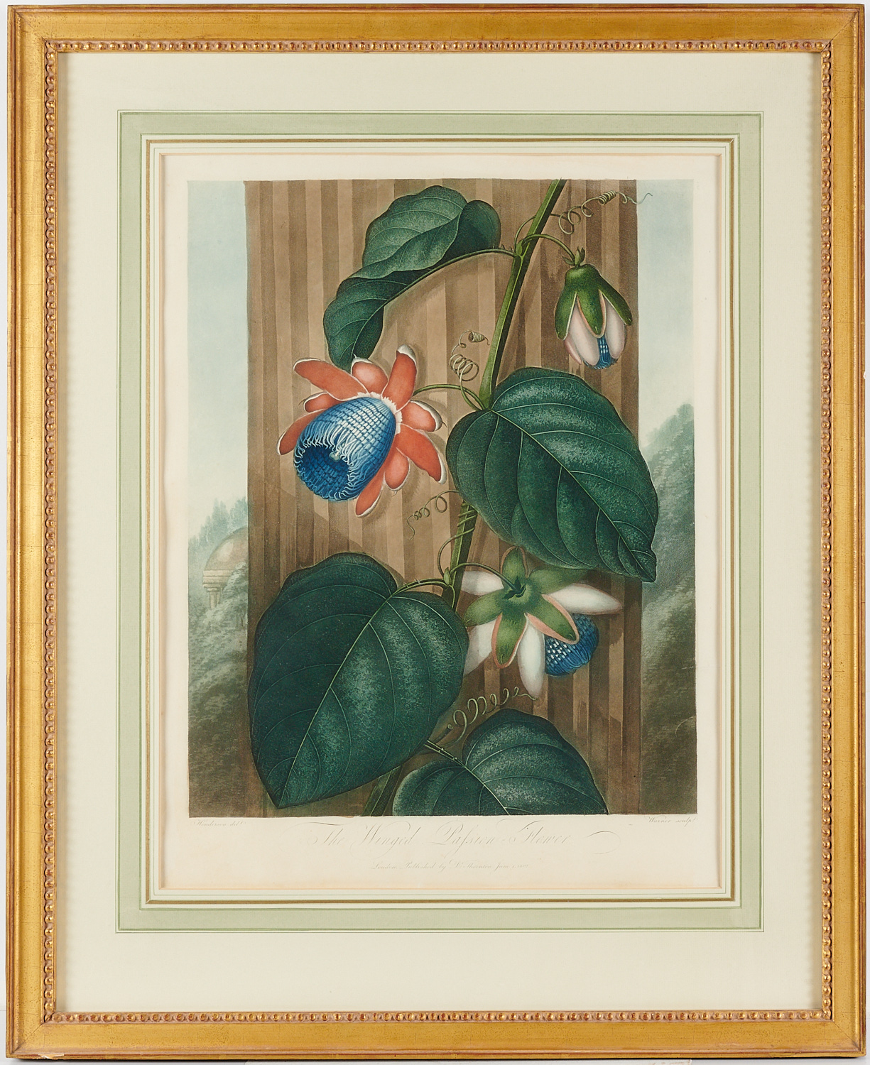 DR. ROBERT JOHN THORNTON, BOTANICAL