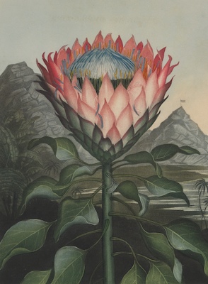 Dr. Robert John Thornton (British