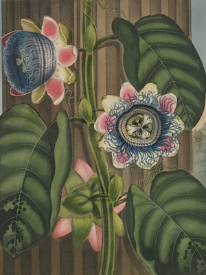 Dr. Robert John Thornton (British