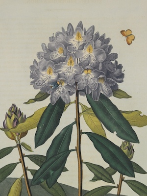 Dr. Robert John Thornton (British