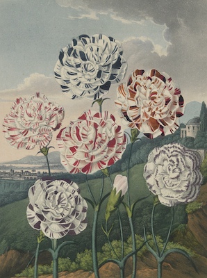 Dr. Robert John Thornton (British