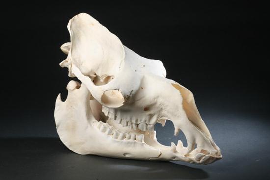 DROMEDARY CAMEL SKULL India. - 14