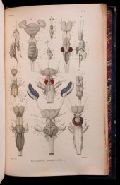 DUMERIL: HISTOIRE NATURELLE DE