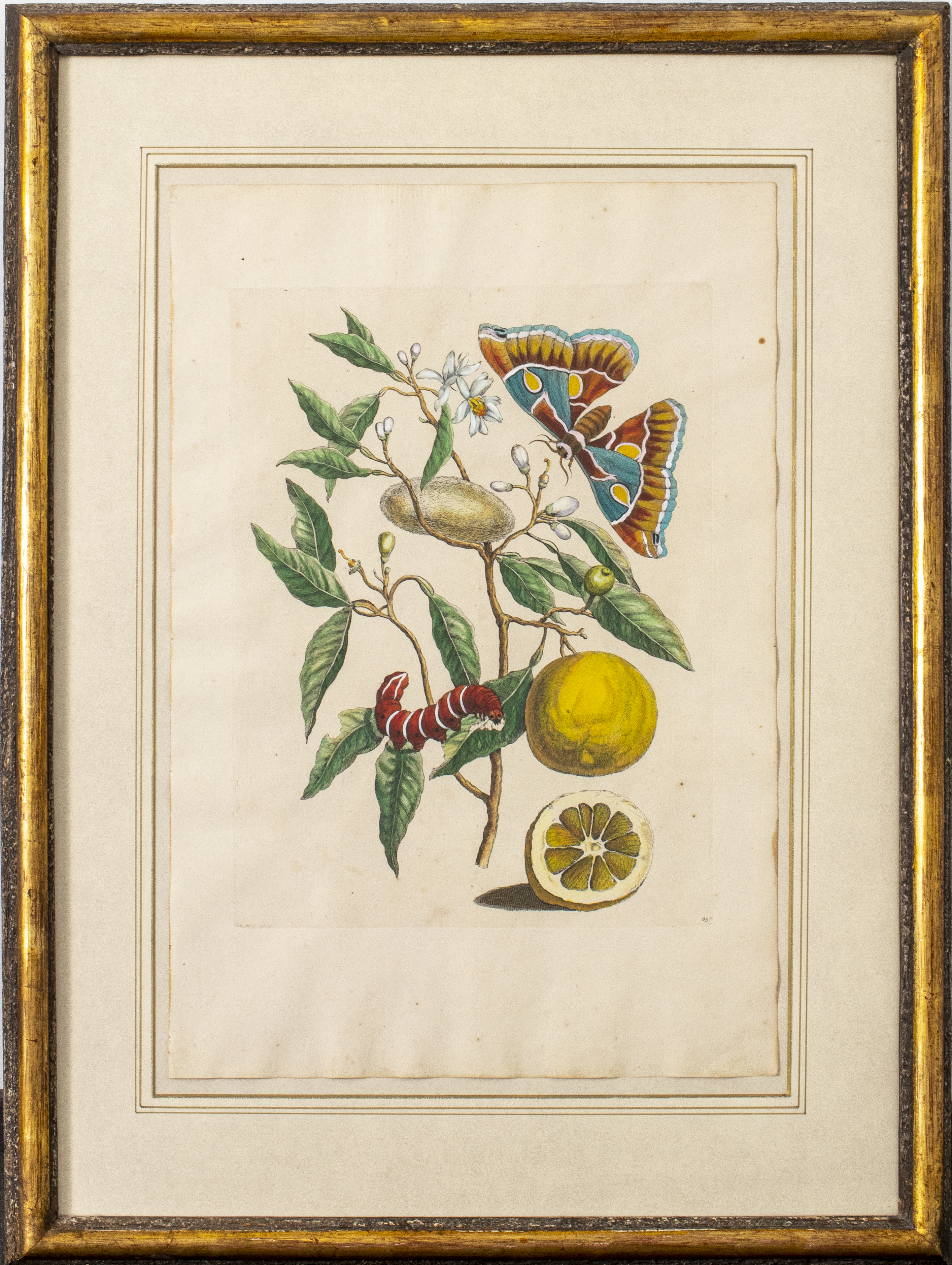 DUTCH BOTANICAL LEMON TREE