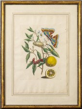 DUTCH BOTANICAL LEMON TREE HAN
