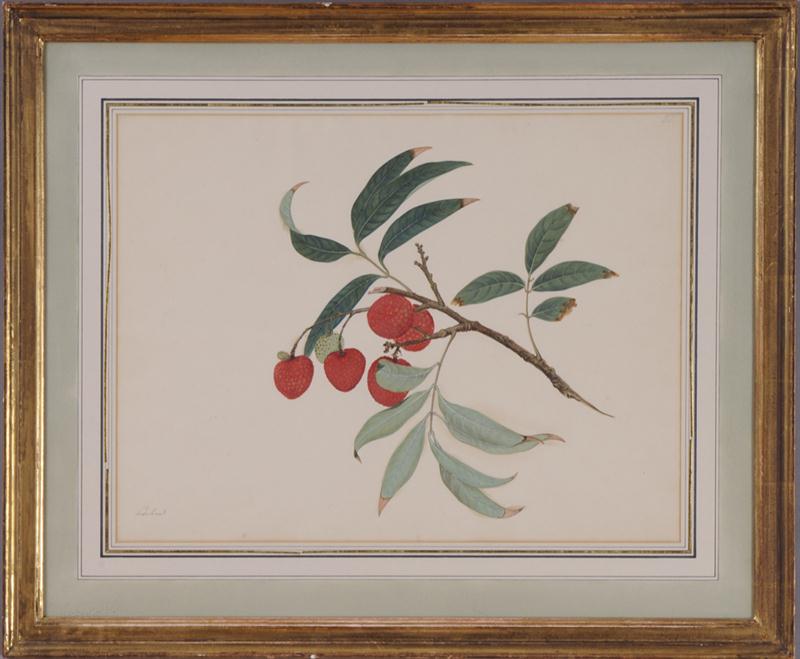 DUTCH SCHOOL: LYCHEES Watercolor