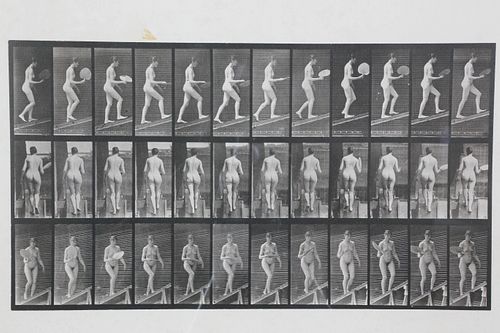 EADWEARD MUYBRIDGE ANIMAL