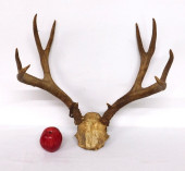 EARLY 10 POINT ANTLERS RACK OR