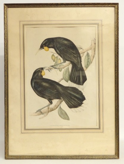 Early bird print ''Neomorpha