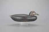 EARLY BLACK DUCKAlbert Davids