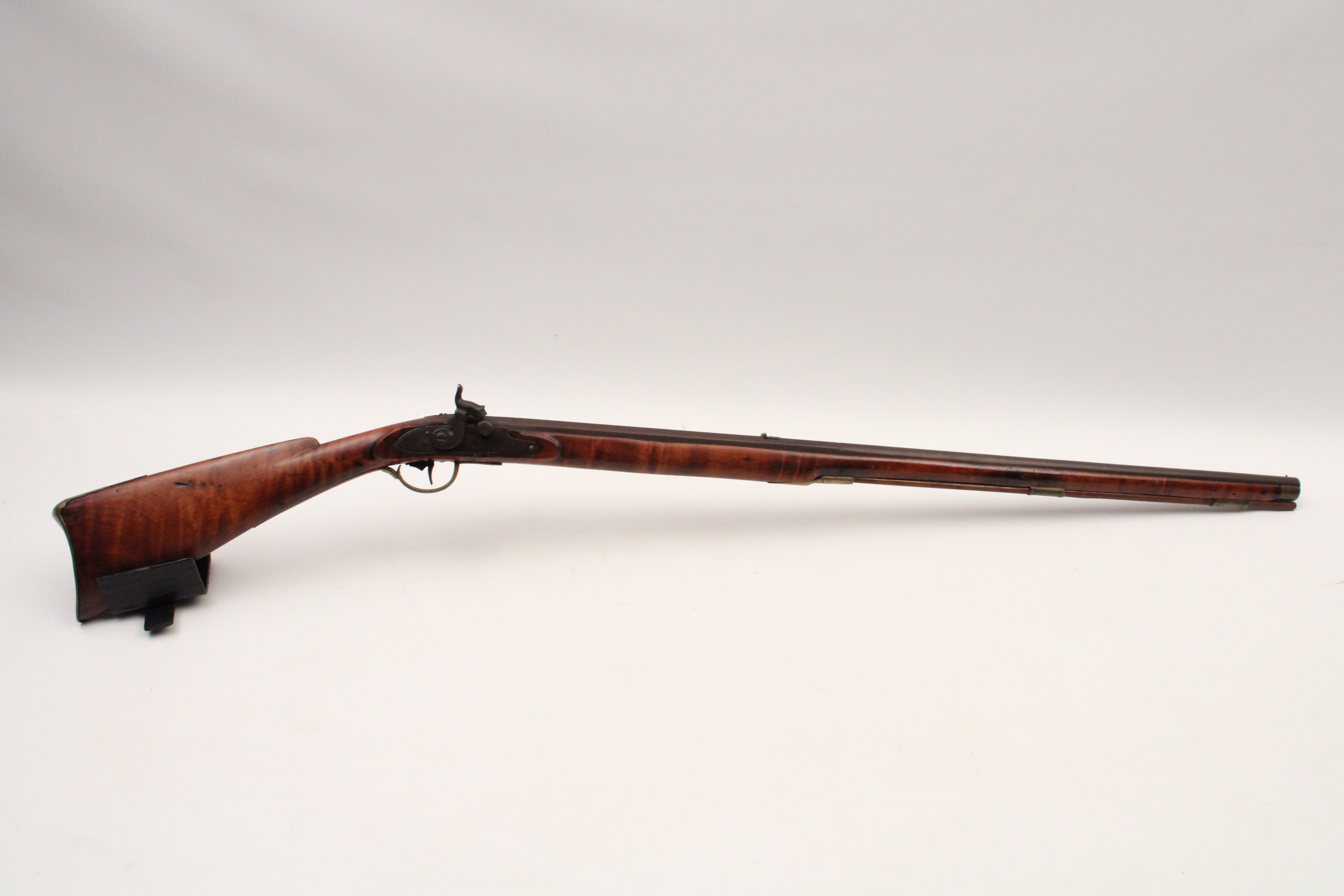 EARLY CURLEY MAPLE STOCK AMERICAN