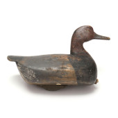 EARLY CURRITUCK REDHEAD<br>Ear