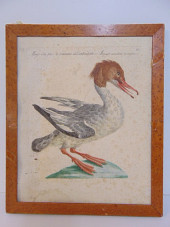 EARLY HAND COLORED ETCHING, ME