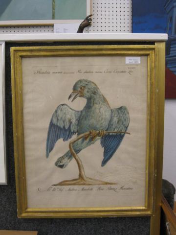 Early Handcolored Engraving of a
