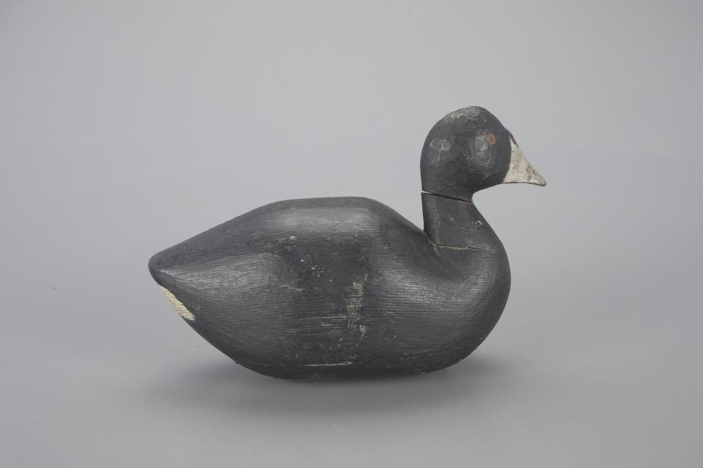 EARLY HOLLOW COOTFred Cutting