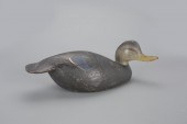 EARLY HUMPBACK BLACK DUCKThe W