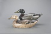 EARLY MALLARD PAIREvans Duck D