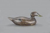 EARLY MAMMOTH-GRADE BLACK DUCK