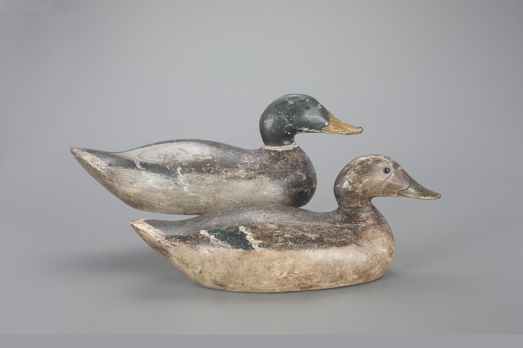 EARLY MAMMOTH-GRADE MALLARD