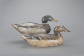 EARLY MAMMOTH-GRADE MALLARD PA