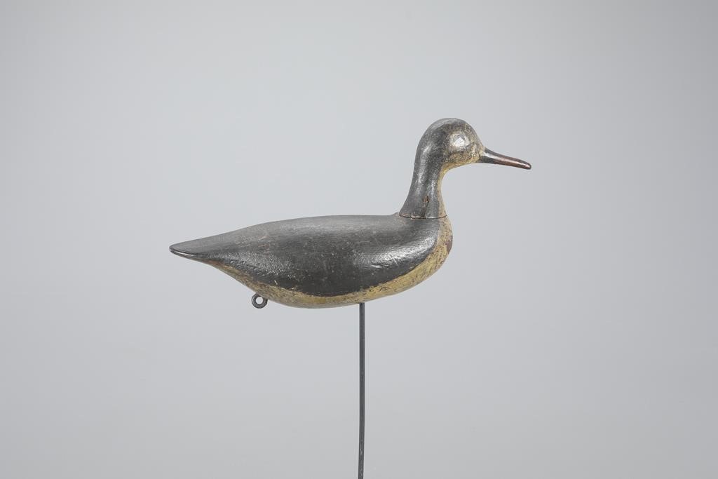 EARLY ROOT-HEAD SHOREBIRDThorn
