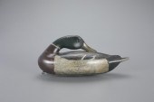 EARLY SLEEPING MALLARD DRAKESt