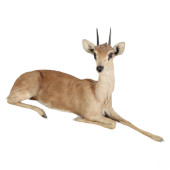 EAST AFRICAN KLIPSPRINGER PYGM