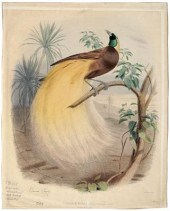 Edouard Travies lithograph (Fr