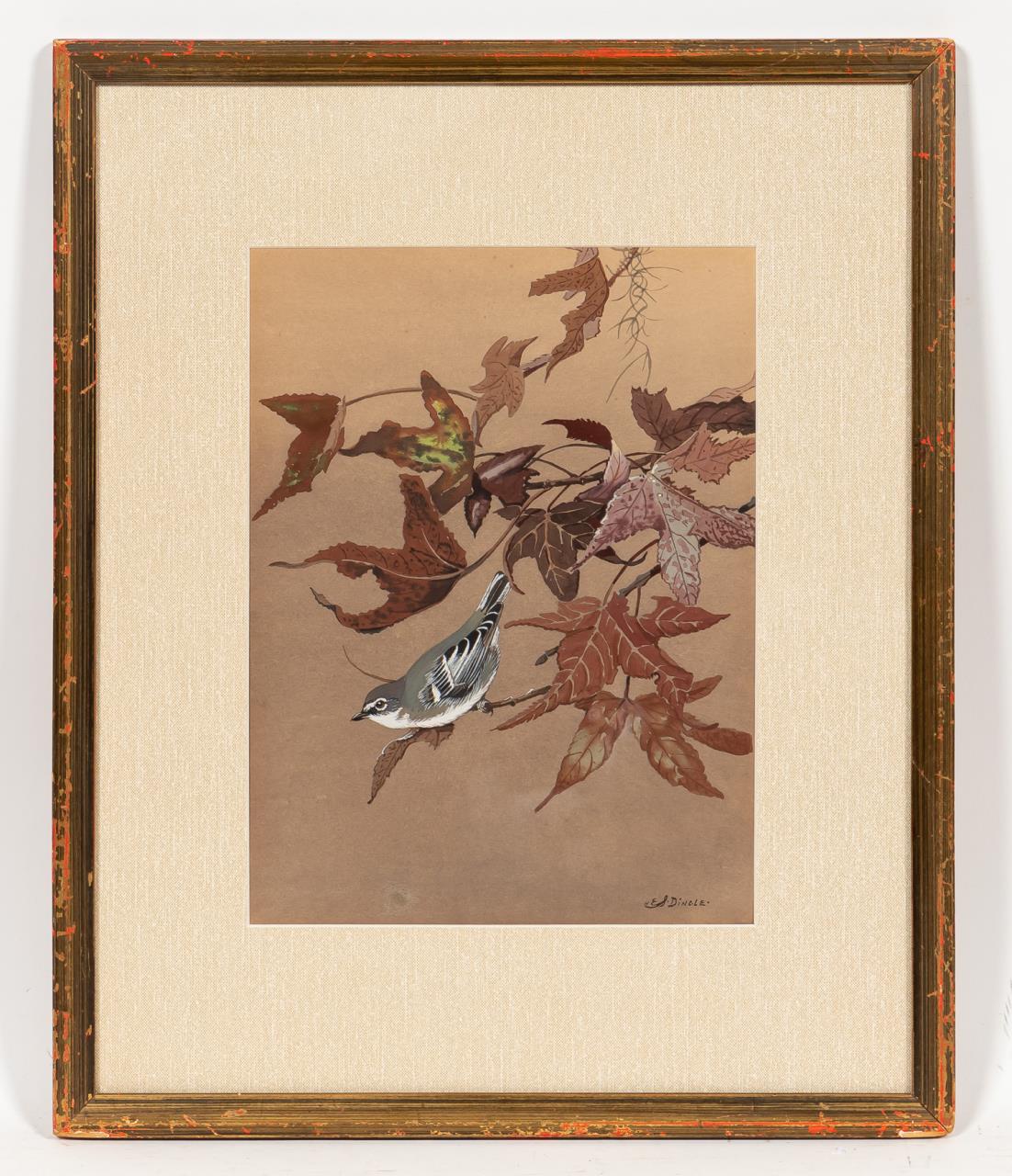 EDWARD DINGLE, BLUE HEADED VIREO