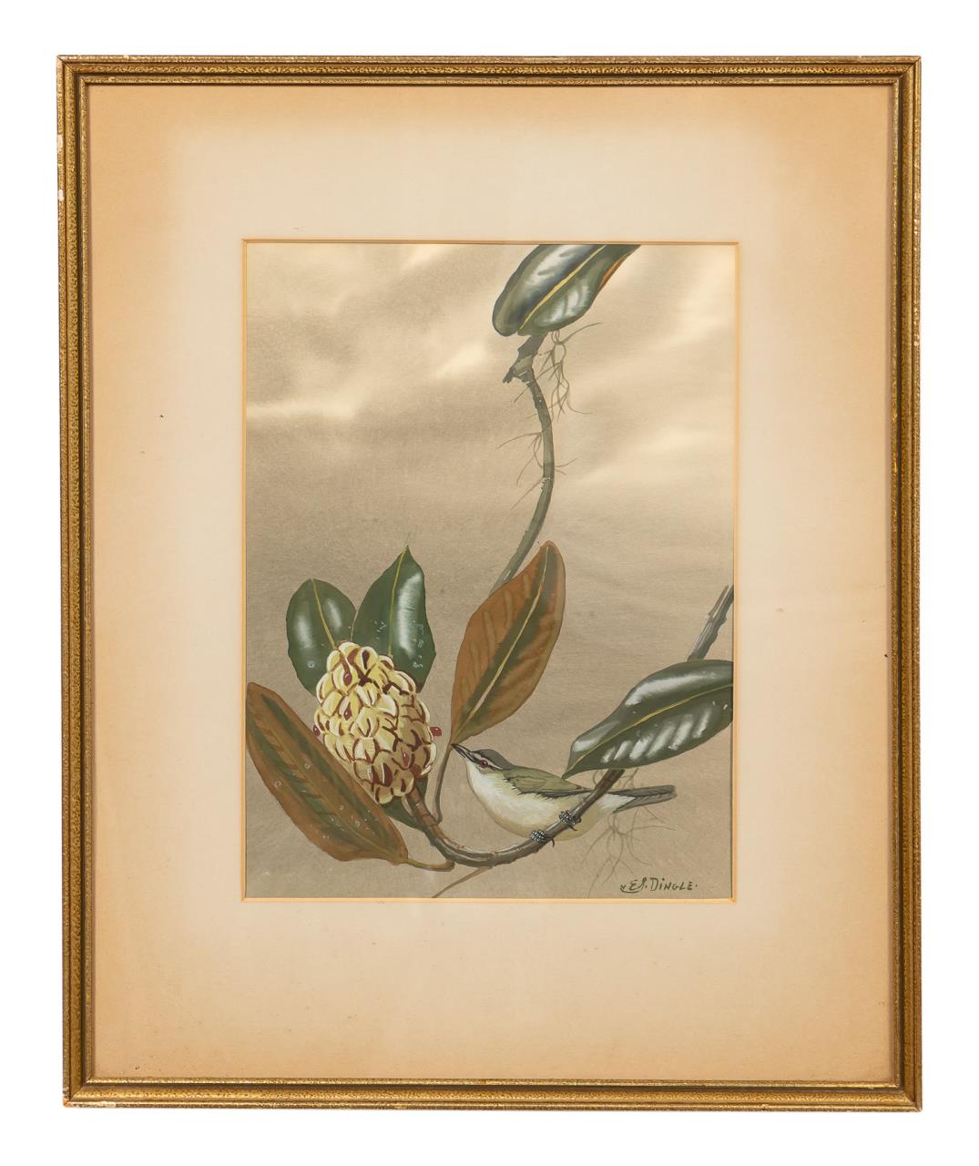 EDWARD DINGLE, ORNITHOLOGICAL