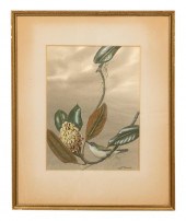 EDWARD DINGLE, ORNITHOLOGICAL