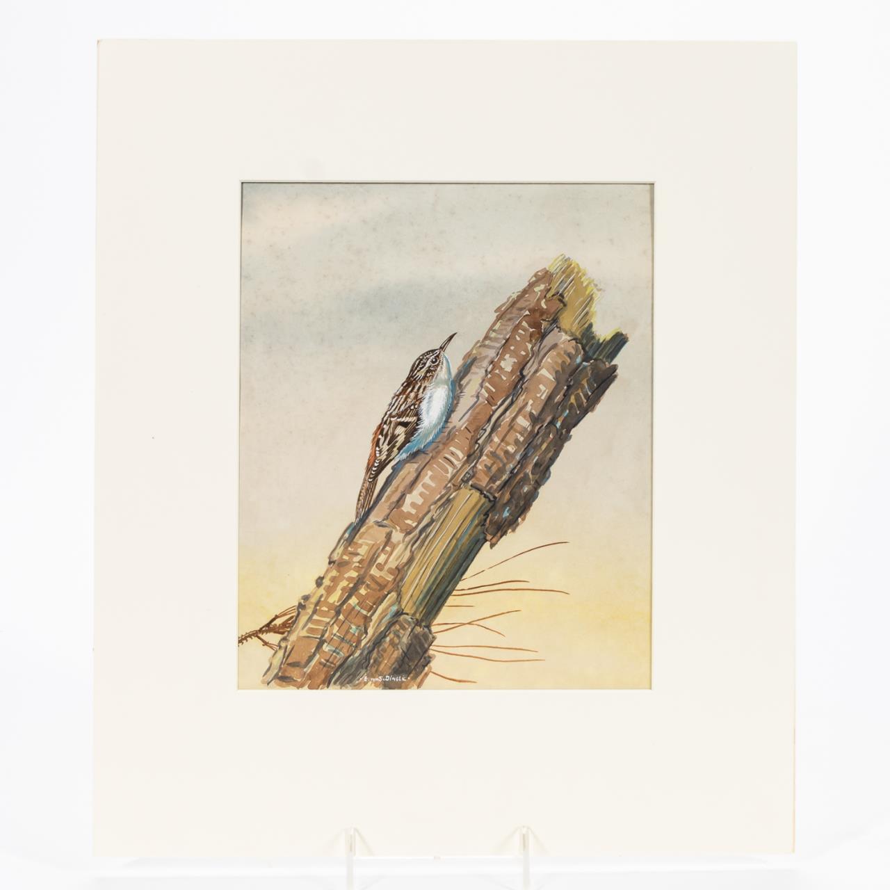 EDWARD DINGLE, ORNITHOLOGY