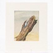 EDWARD DINGLE, ORNITHOLOGY WAT