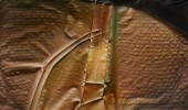 EDWARD EVANS "OFF THE BEATEN P