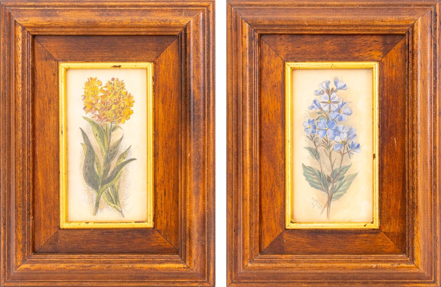 EDWARD HULME BOTANICAL COLOR