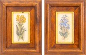 EDWARD HULME BOTANICAL COLOR E