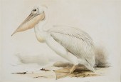 EDWARD LEAR, PELICAN, FROM THE